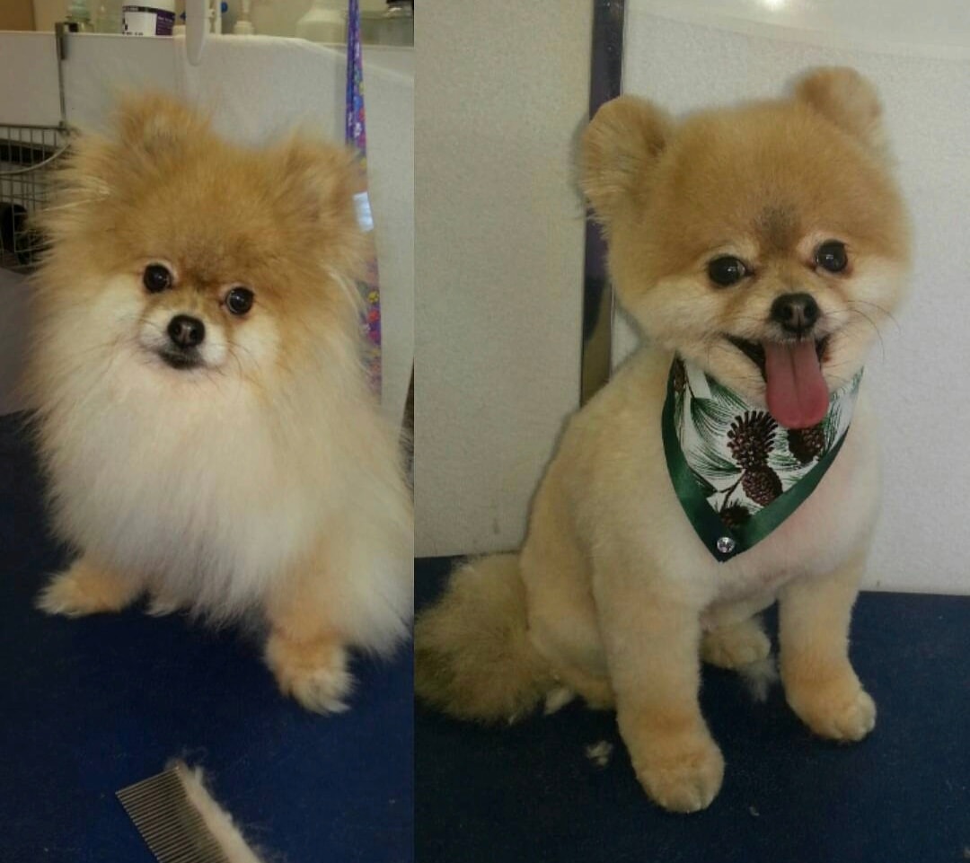 Pomeranian before and after professional grooming at Tender Touch