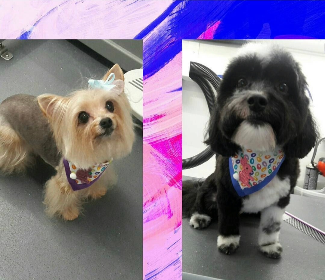 Happy clean dog after grooming